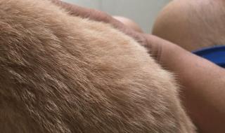 猫咪全新3.0 猫咪全新3.0