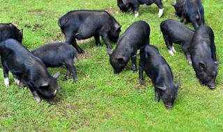 小香猪多少钱一只 小香猪多少钱一只