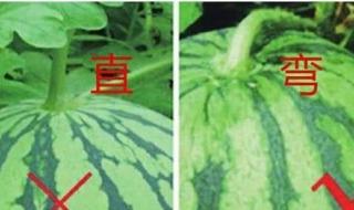 怎么选西瓜 怎么选西瓜