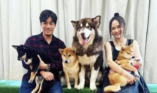 陈乔恩老公个人资料 陈乔恩老公个人资料