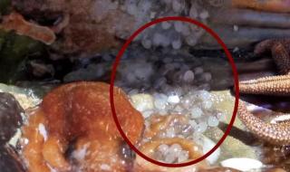 章鱼为什么没有贝壳 章鱼拆贝壳当房门